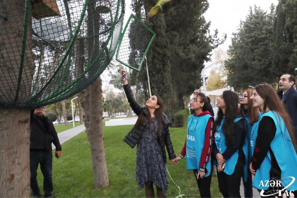 Bakıda tutuquşular məskunlaşdırılır