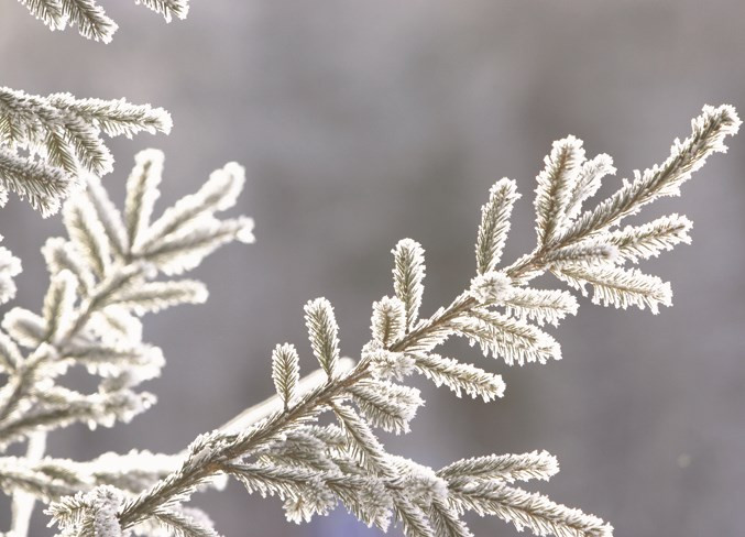 15 dərəcə şaxta olacaq