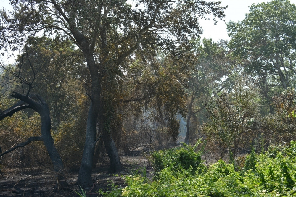 Xaçmazda 3 hektar meşə yanıb