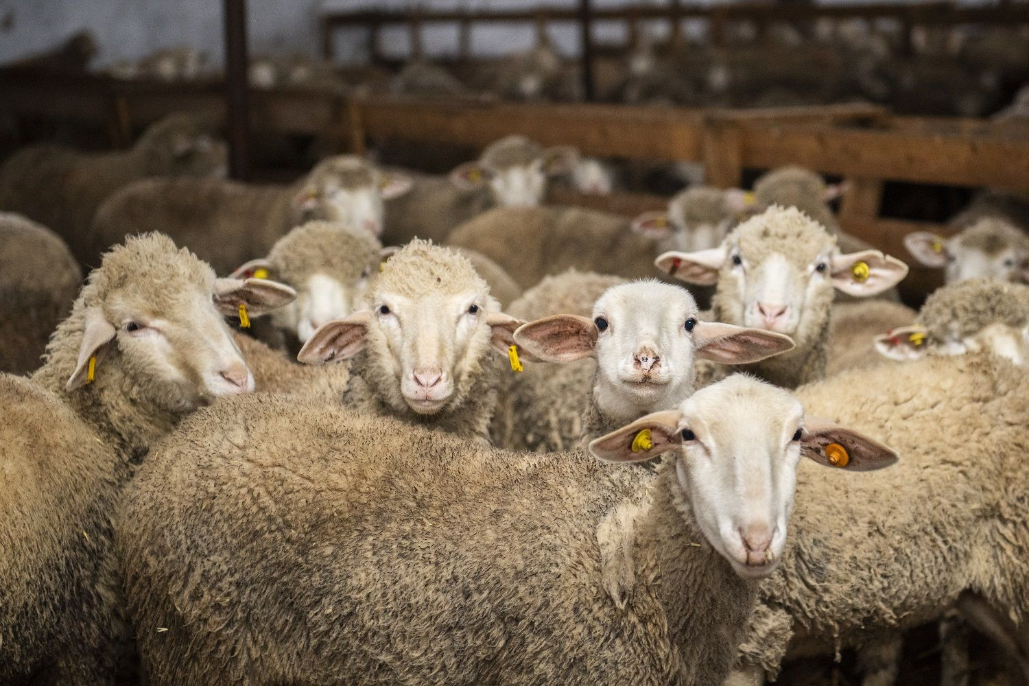 134 ünvanda qurbanlıq heyvanların satışı və kəsimi xidmətləri təşkil edilib