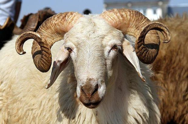 Qurban bayramının tarixi açıqlanıb