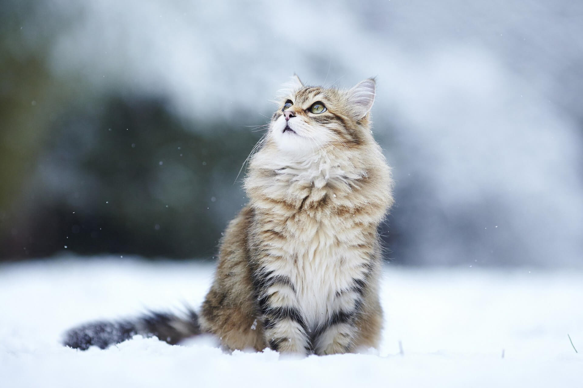 Tüfənglə vurulan itlər, iplə asılan pişiklər, soyuqdan donan küçə heyvanları...