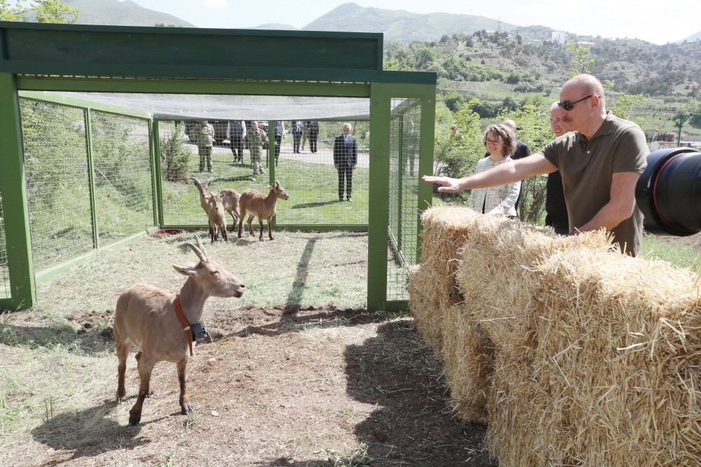 Laçın rayonunda Şərqi Qafqaz turları və şahin quşları təbiətə, müxtəlif növ balıqlar Həkəri çayına buraxılıb