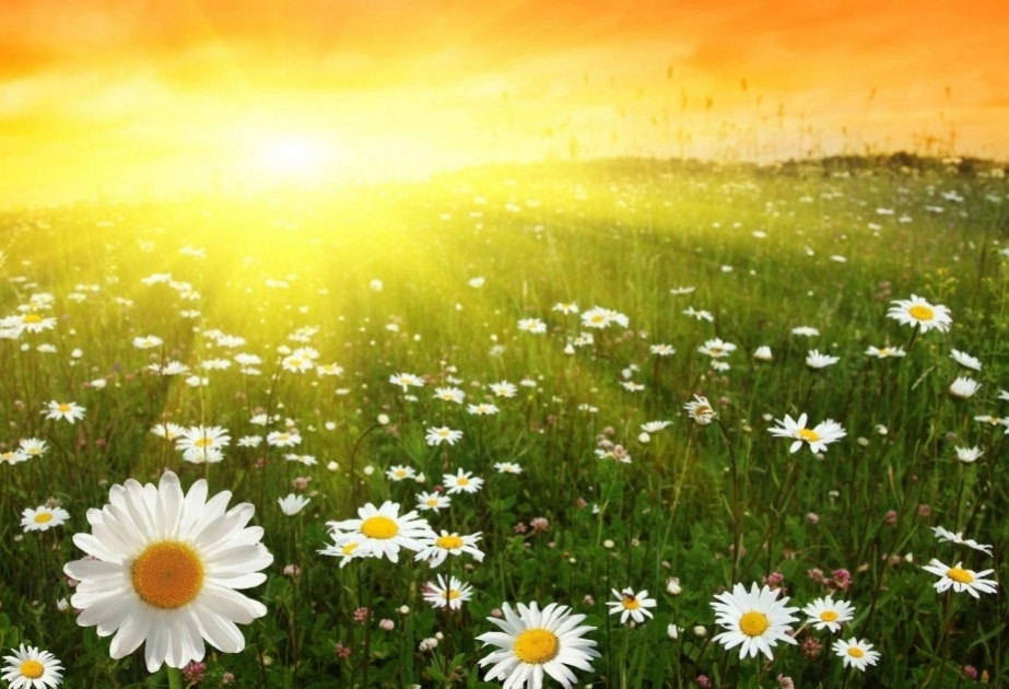 Sabah ölkə ərazisində havanın temperaturu 36 dərəcəyə çatacaq