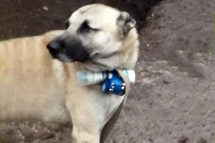 Ermənilər itdən sui-qəsdçi kimi istifadə etməklə terror törətməyə cəhd göstəriblər