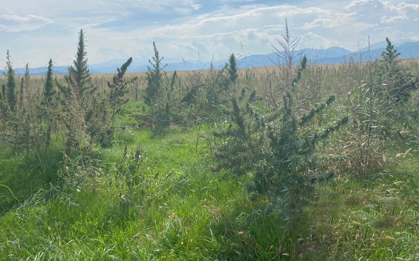 Sırxəvənd kəndində narkotik plantasiyaları aşkarlanıb