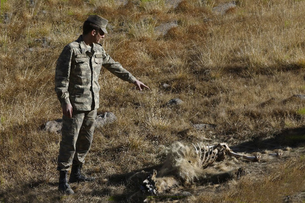 Minaya düşən heyvanlarla bağlı beynəlxalq təşkilatlara müraciət edilib