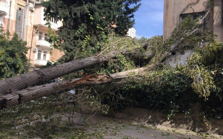 Güclü külək nəticəsində dünən Bakıda 13 ağac sınıb