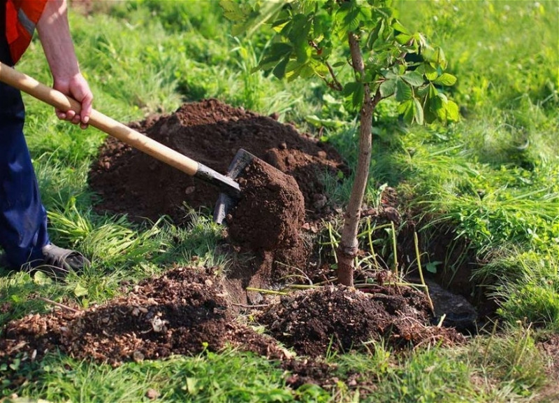 Azerbaijan embarks on massive tree planting campaign: over 1.6M trees to be planted